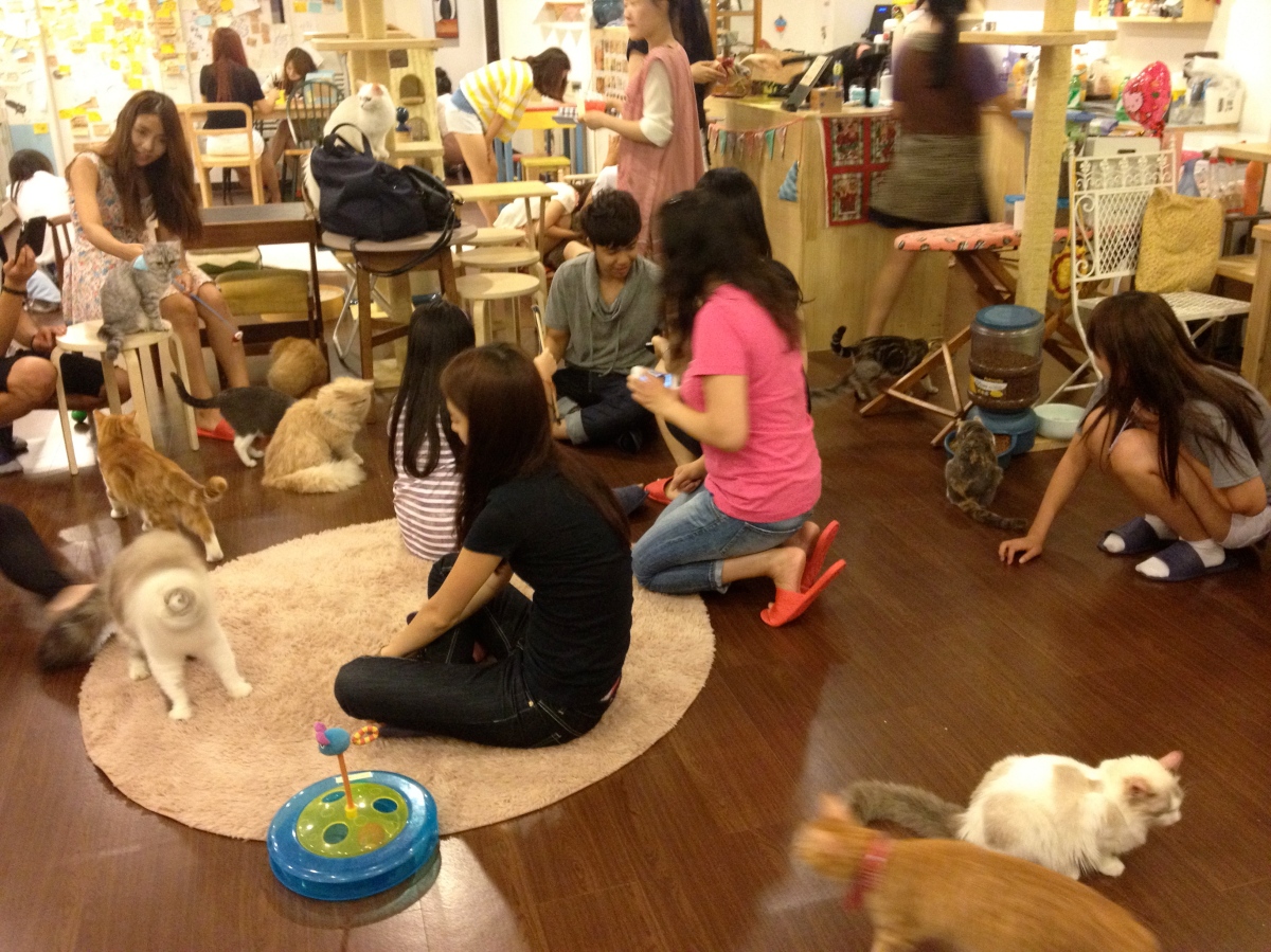  Cat  and Dog  Caf  in Myeongdong   South  Korea  